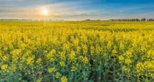 Sustainable Oils, Inc: Revolutionizing Agricultural Operations with IoT and Cloud